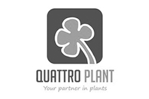 quattro-plant.png